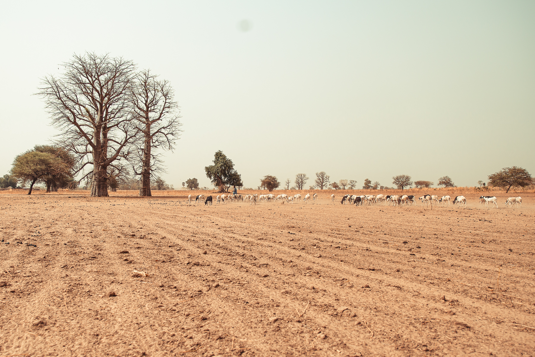 Safari chasse senegal afrique 130