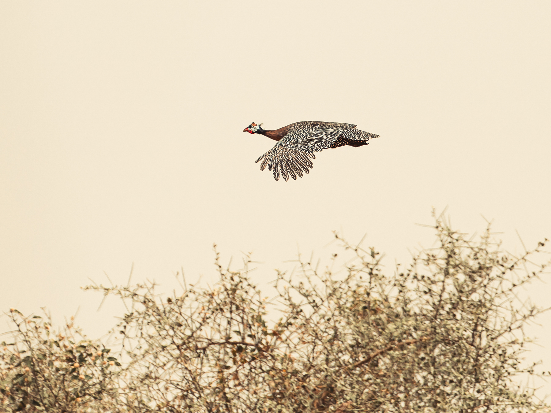 Safari chasse senegal afrique 131