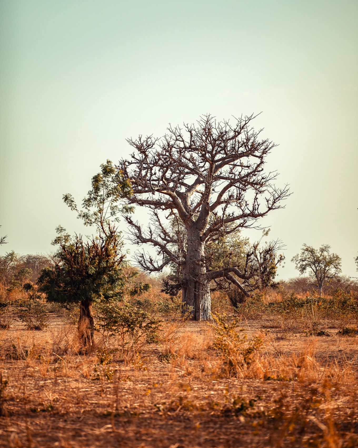Safari chasse senegal afrique 156