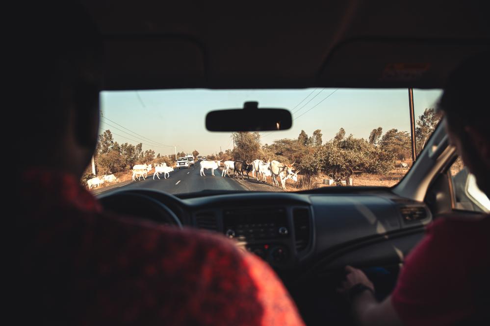 safari-chasse-senegal-afrique-1