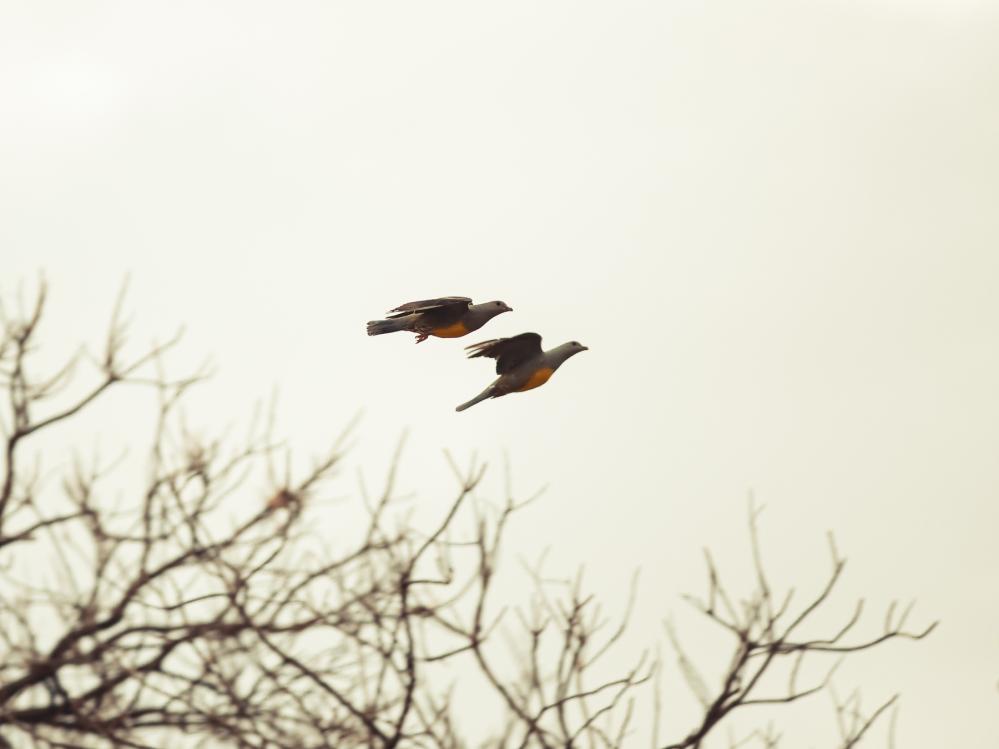 safari-chasse-senegal-afrique-102