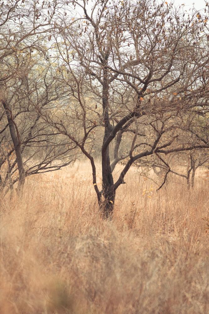 safari-chasse-senegal-afrique-103