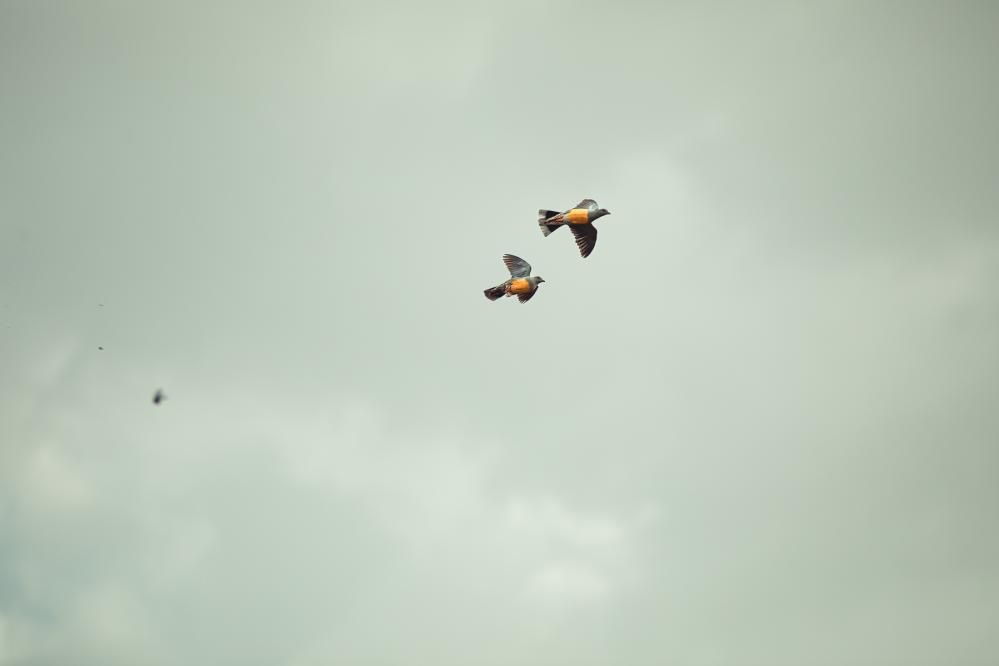 safari-chasse-senegal-afrique-104