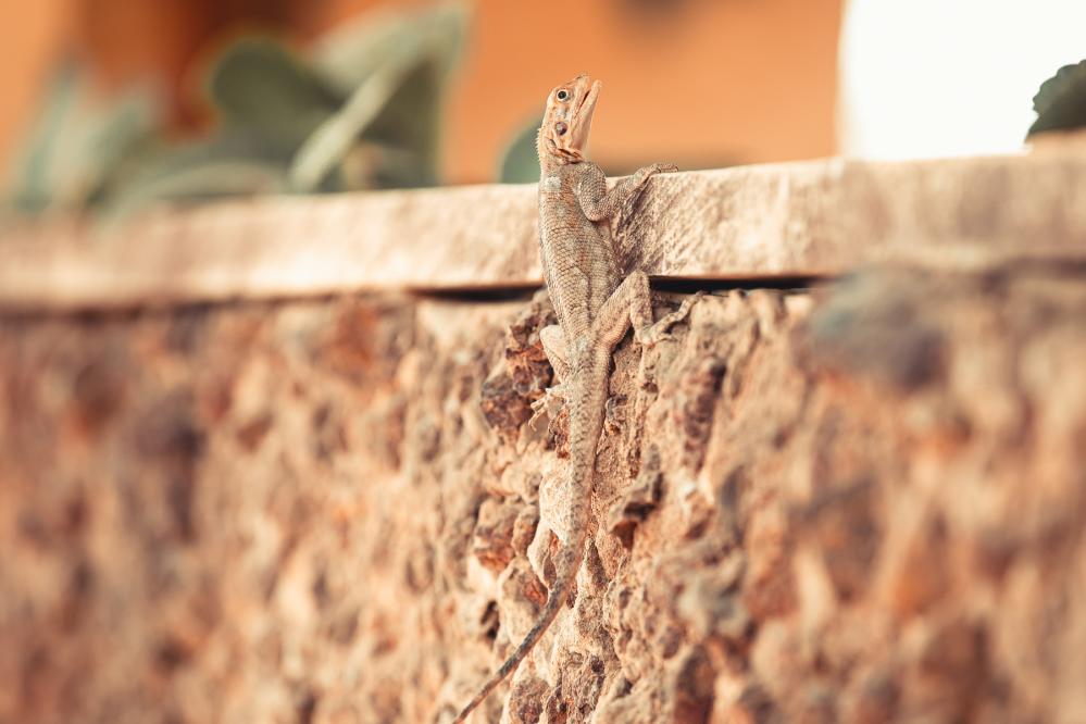 safari-chasse-senegal-afrique-114