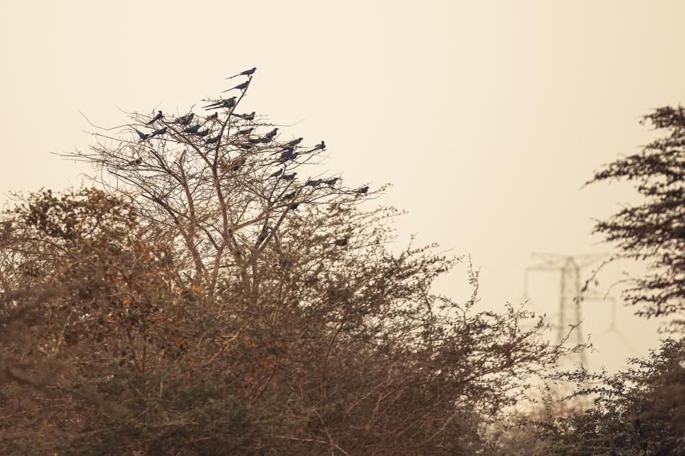 safari-chasse-senegal-afrique-116