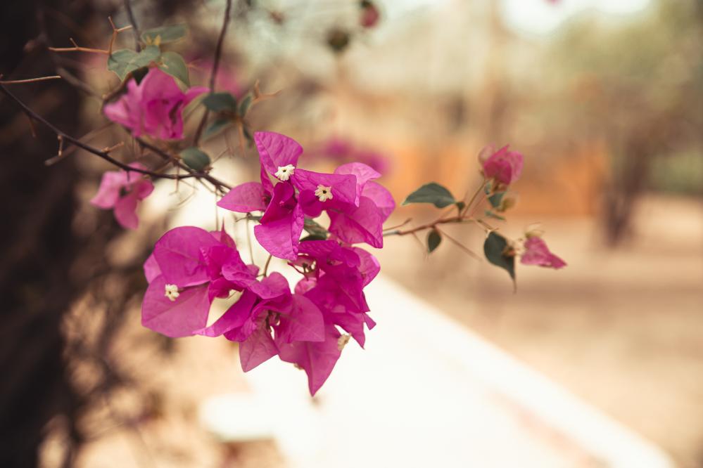   Safari de chasse au S&eacute;n&eacute;gal - safari-chasse-senegal-afrique-133