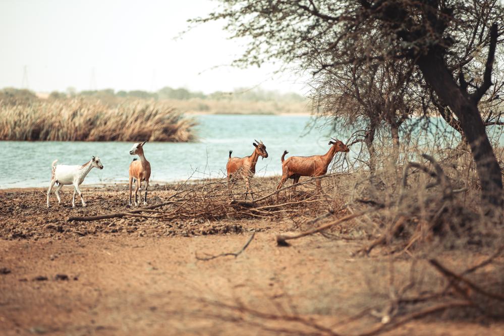 safari-chasse-senegal-afrique-17