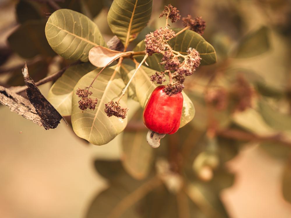 safari-chasse-senegal-afrique-61