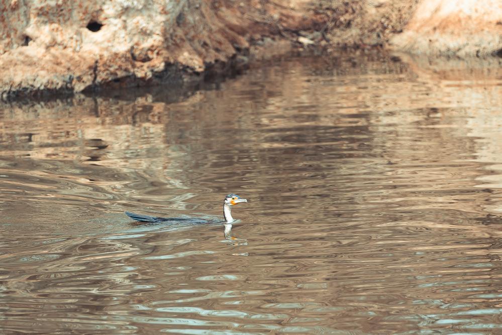   Safari de chasse au S&eacute;n&eacute;gal - safari-chasse-senegal-afrique-63