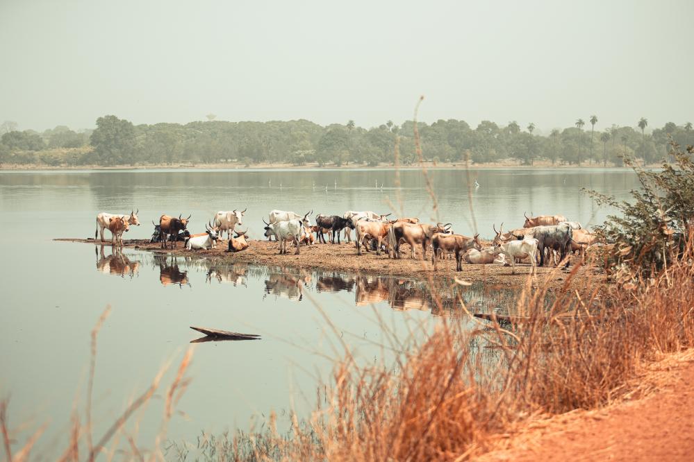   Safari de chasse au S&eacute;n&eacute;gal - safari-chasse-senegal-afrique-64