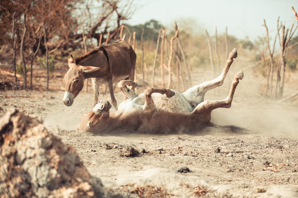   Safari de chasse au S&eacute;n&eacute;gal - safari-chasse-senegal-afrique-65