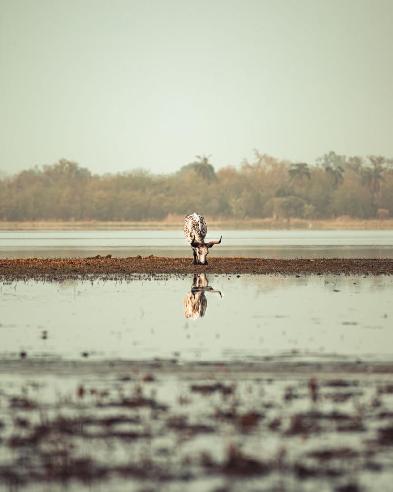 safari-chasse-senegal-afrique-72