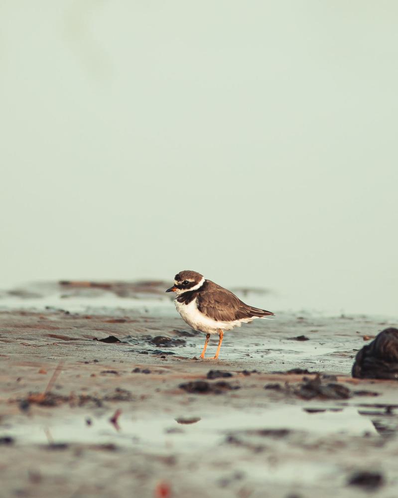 safari-chasse-senegal-afrique-74