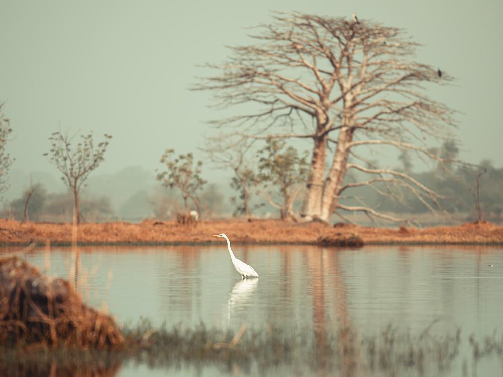 safari-chasse-senegal-afrique-75