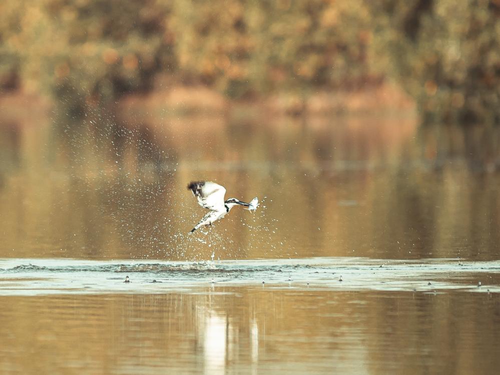 safari-chasse-senegal-afrique-76