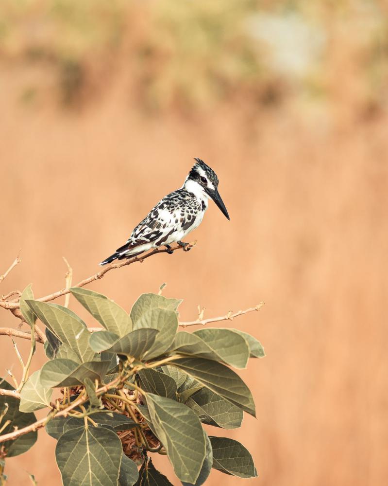 safari-chasse-senegal-afrique-77