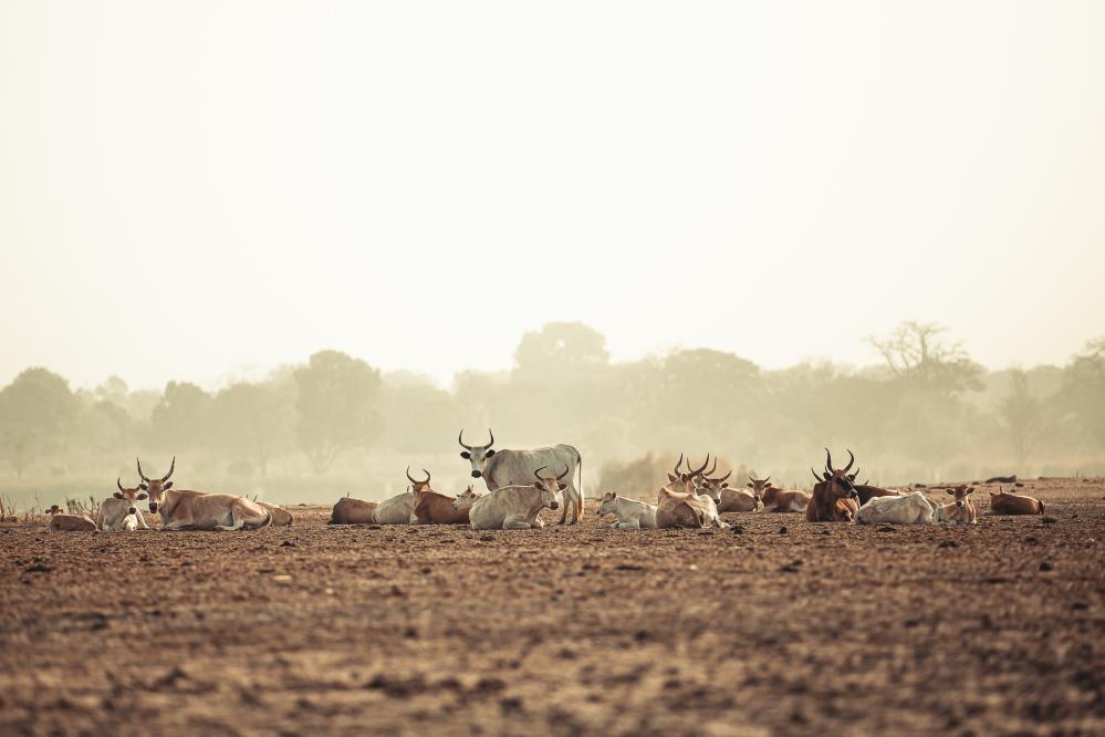 safari-chasse-senegal-afrique-78