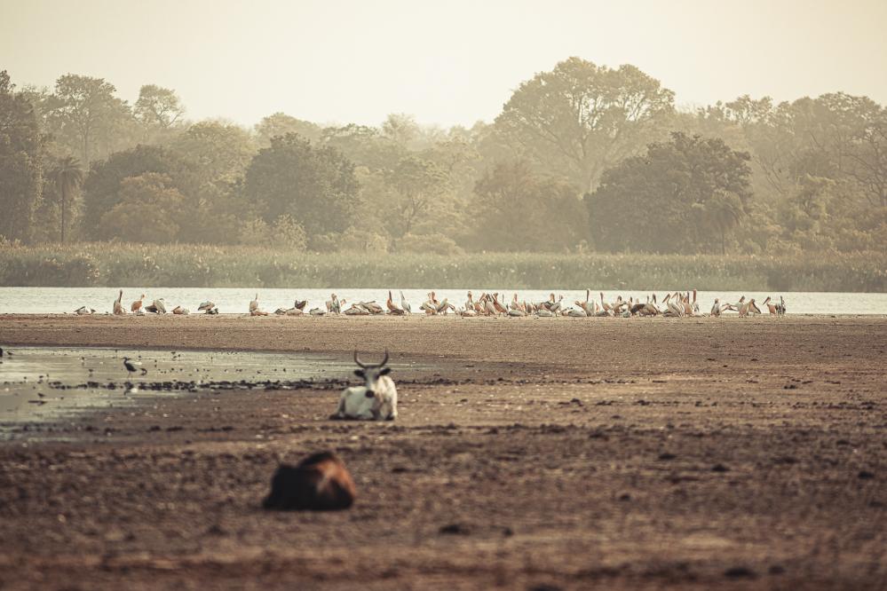 safari-chasse-senegal-afrique-79