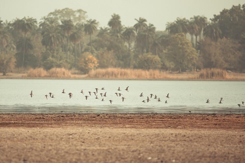 safari-chasse-senegal-afrique-80