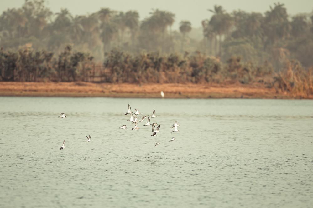 safari-chasse-senegal-afrique-81