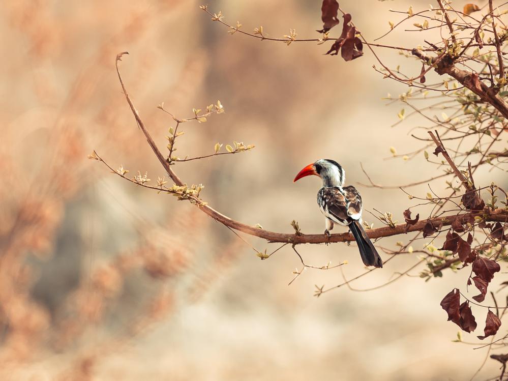 safari-chasse-senegal-afrique-82