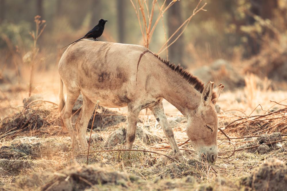 safari-chasse-senegal-afrique-83