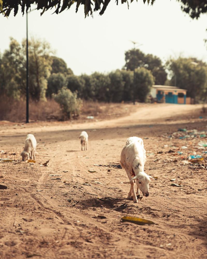 safari-chasse-senegal-afrique-84