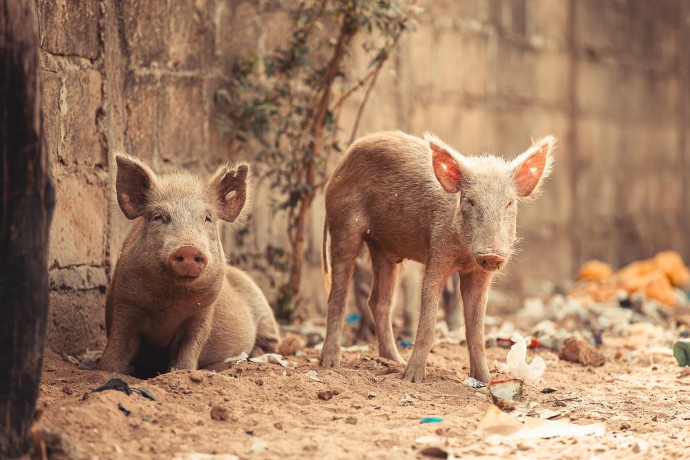 safari-chasse-senegal-afrique-88
